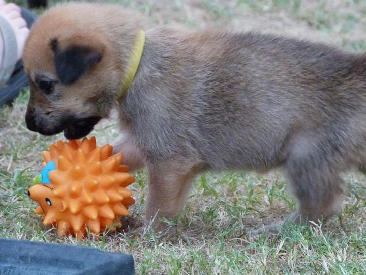 chinook dog